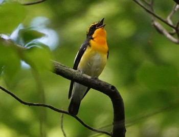 Narcissus Flycatcher アテビ平小鳥の森 Wed, 7/12/2023