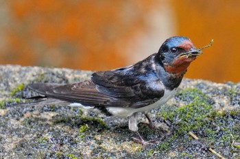 Barn Swallow 松之山 Sat, 6/24/2023