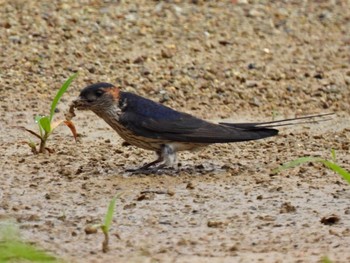 Red-rumped Swallow 日本ラインうぬまの森 Wed, 7/12/2023