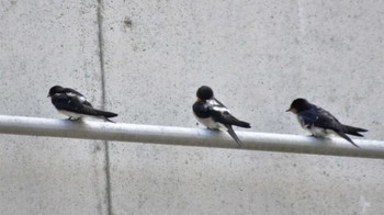 Barn Swallow 南佐久 Tue, 7/11/2023