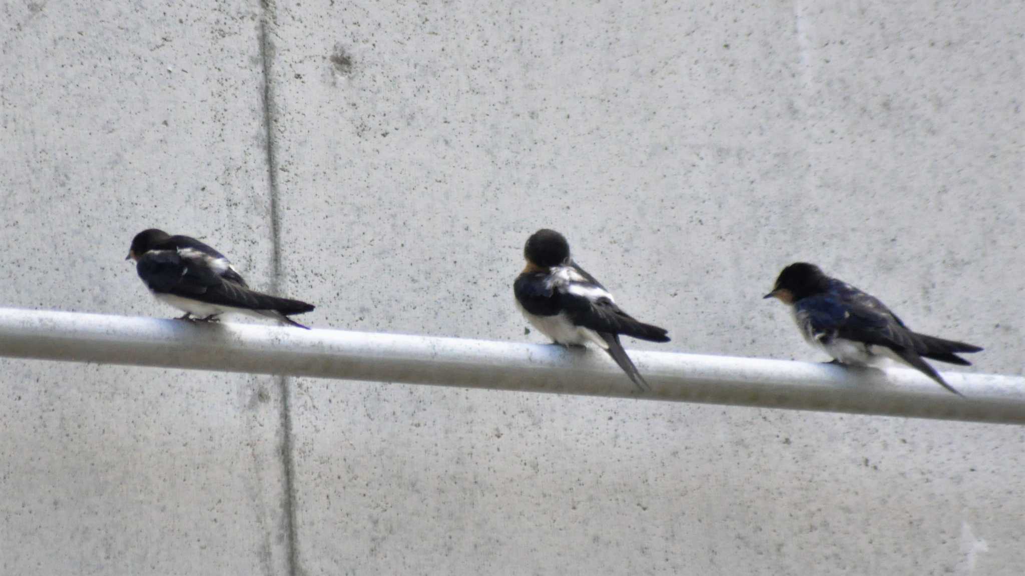 Photo of Barn Swallow at 南佐久 by ao1000