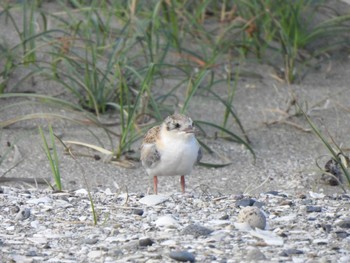 2023年7月12日(水) 検見川浜コアジサシ保護区の野鳥観察記録