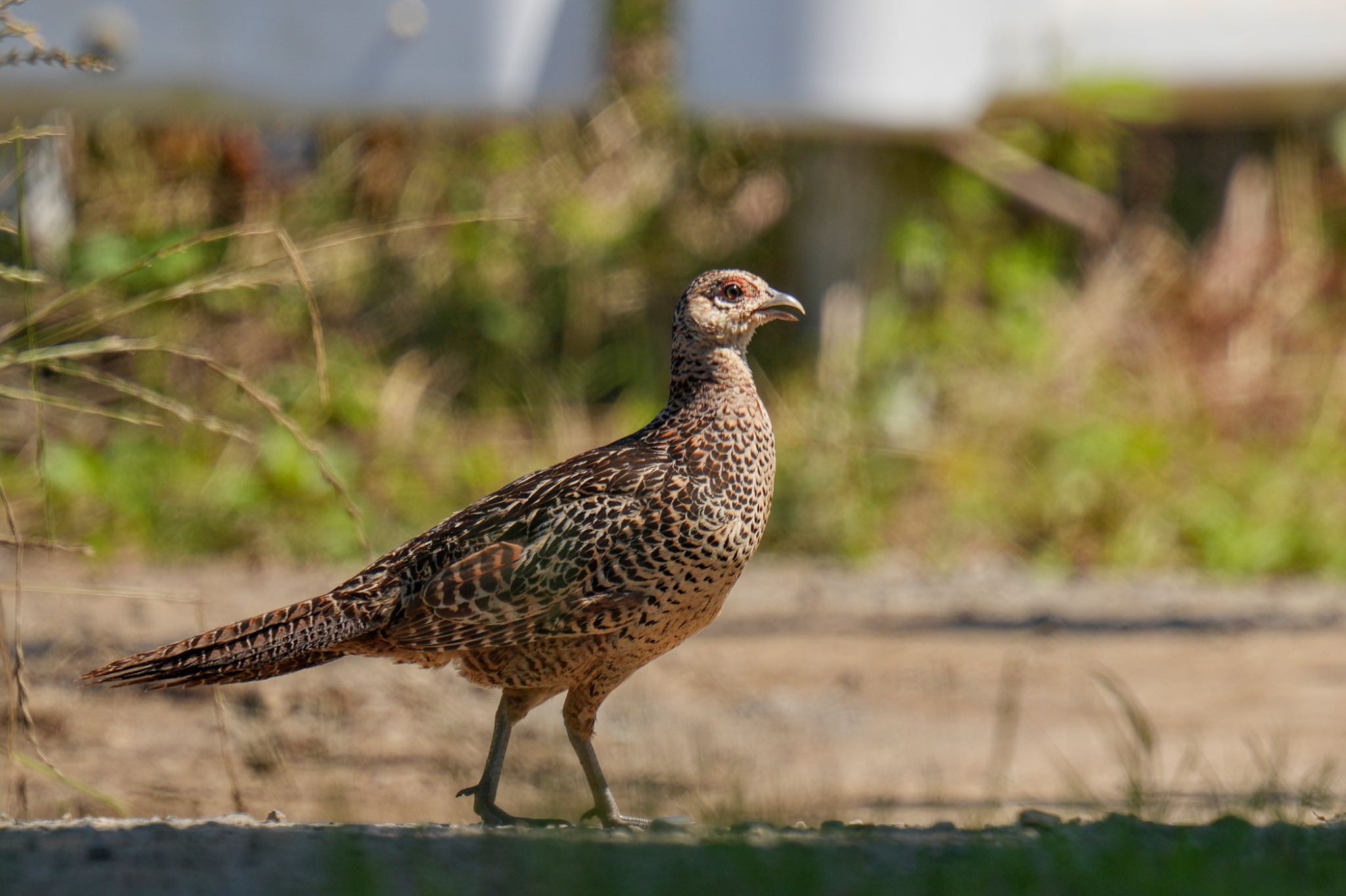 浮島ヶ原自然公園 キジの写真