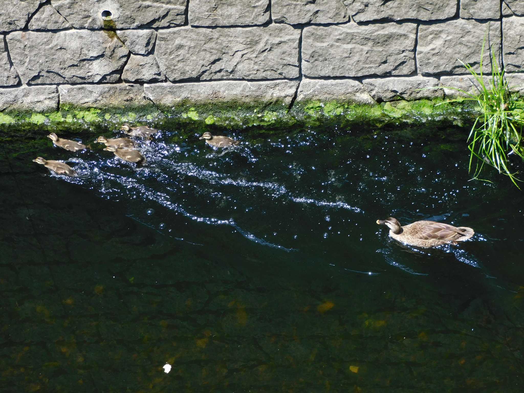 平和の森公園、妙正寺川 カルガモの写真