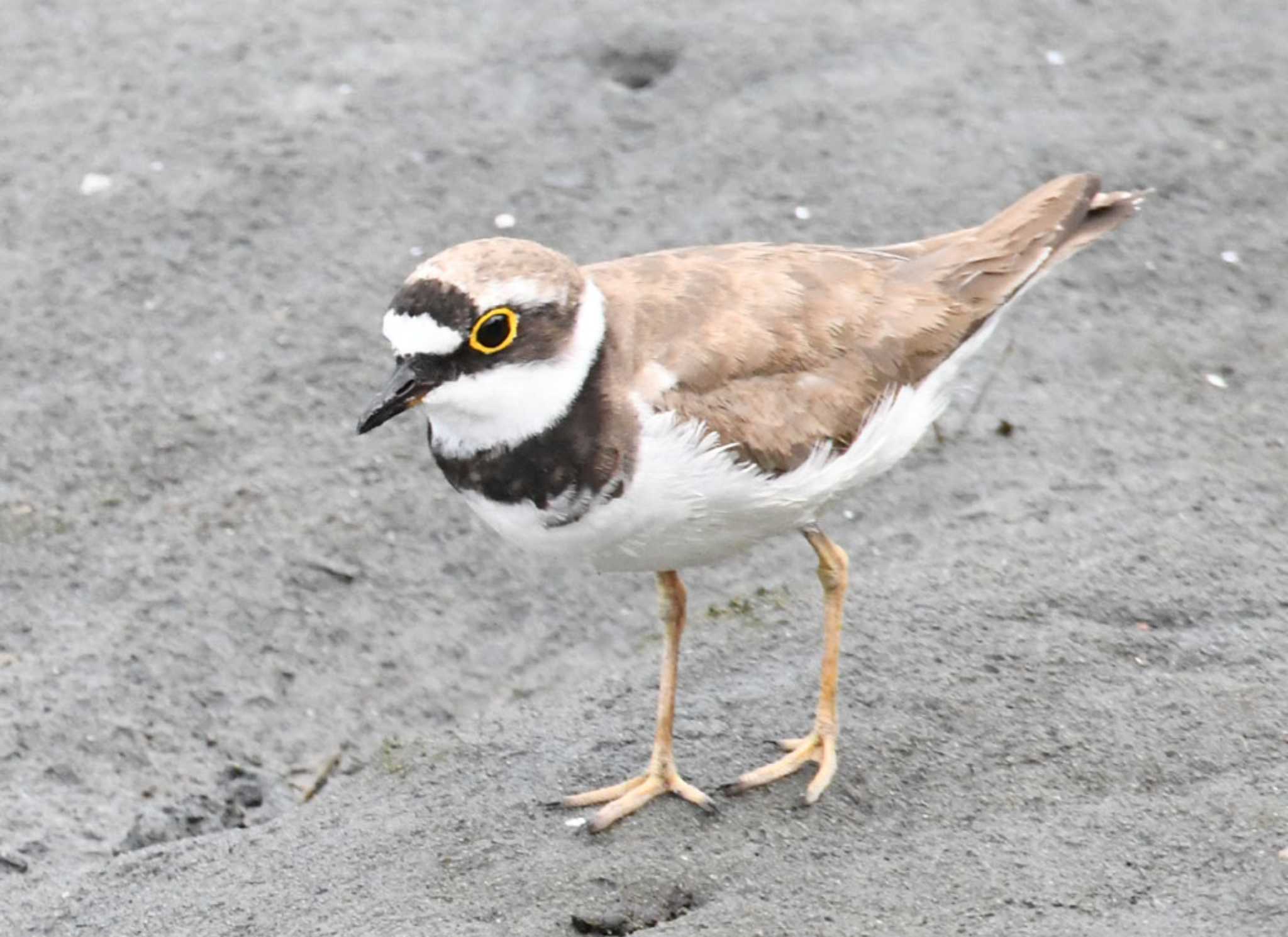 東京港野鳥公園 コチドリの写真