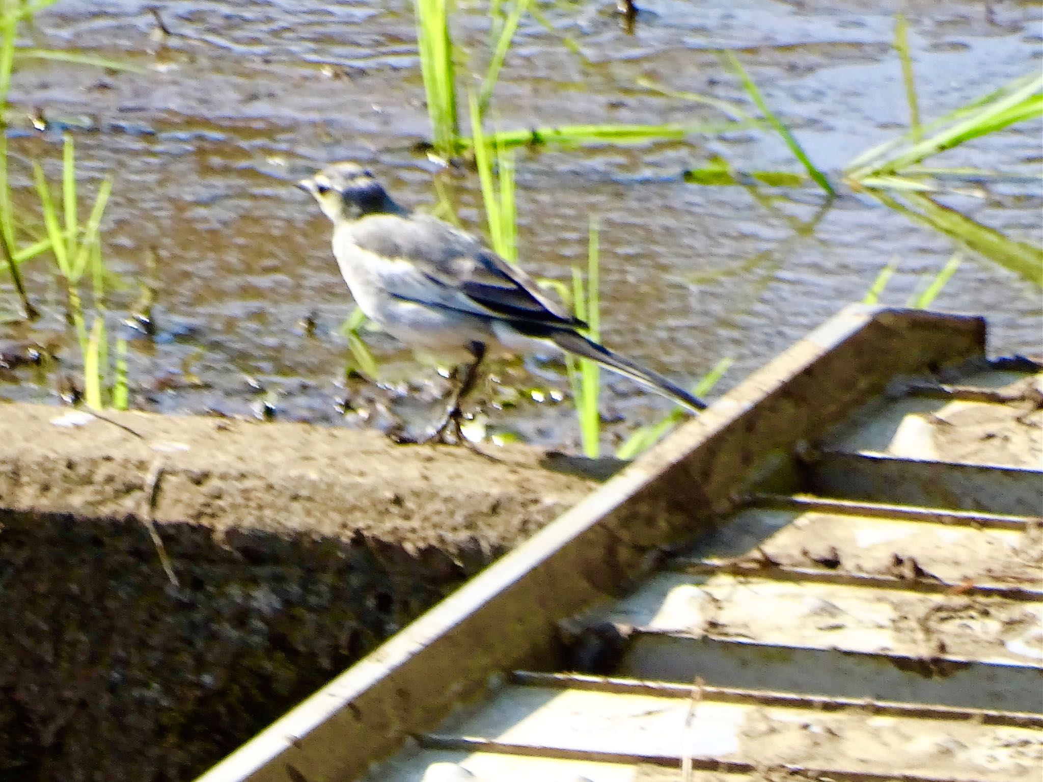 舞岡公園 ハクセキレイの写真