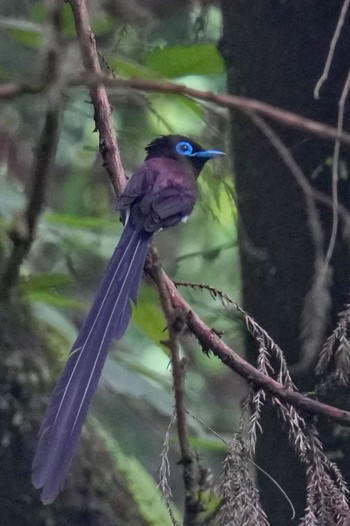 Black Paradise Flycatcher 八王子城跡 Sat, 6/10/2023