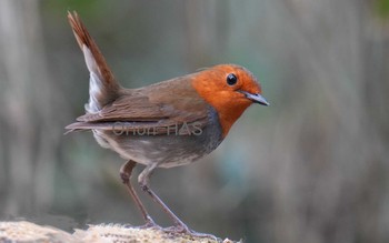 Japanese Robin 山梨県 Thu, 5/18/2023