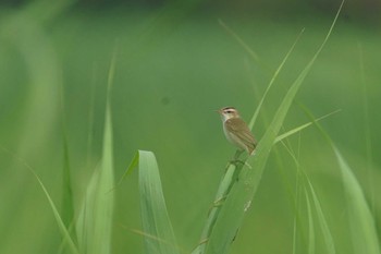 Black-browed Reed Warbler Watarase Yusuichi (Wetland) Wed, 6/21/2023