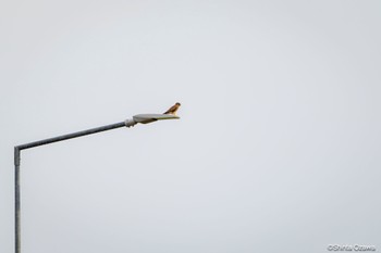 Common Kestrel Milano, Italy Thu, 7/13/2023