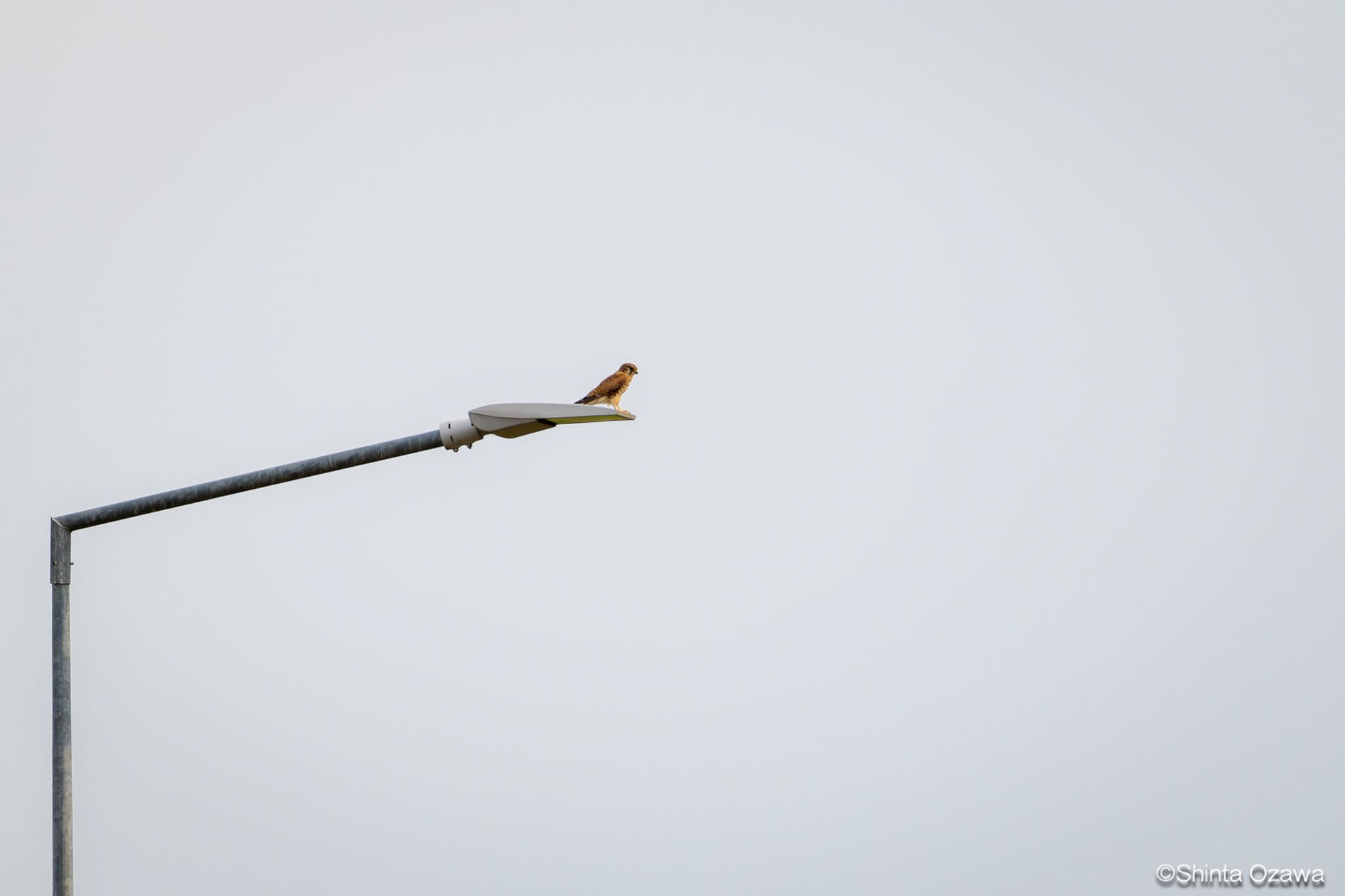 Photo of Common Kestrel at Milano, Italy by SNT