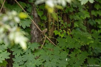 Spotted Flycatcher Milano, Italy Thu, 7/13/2023