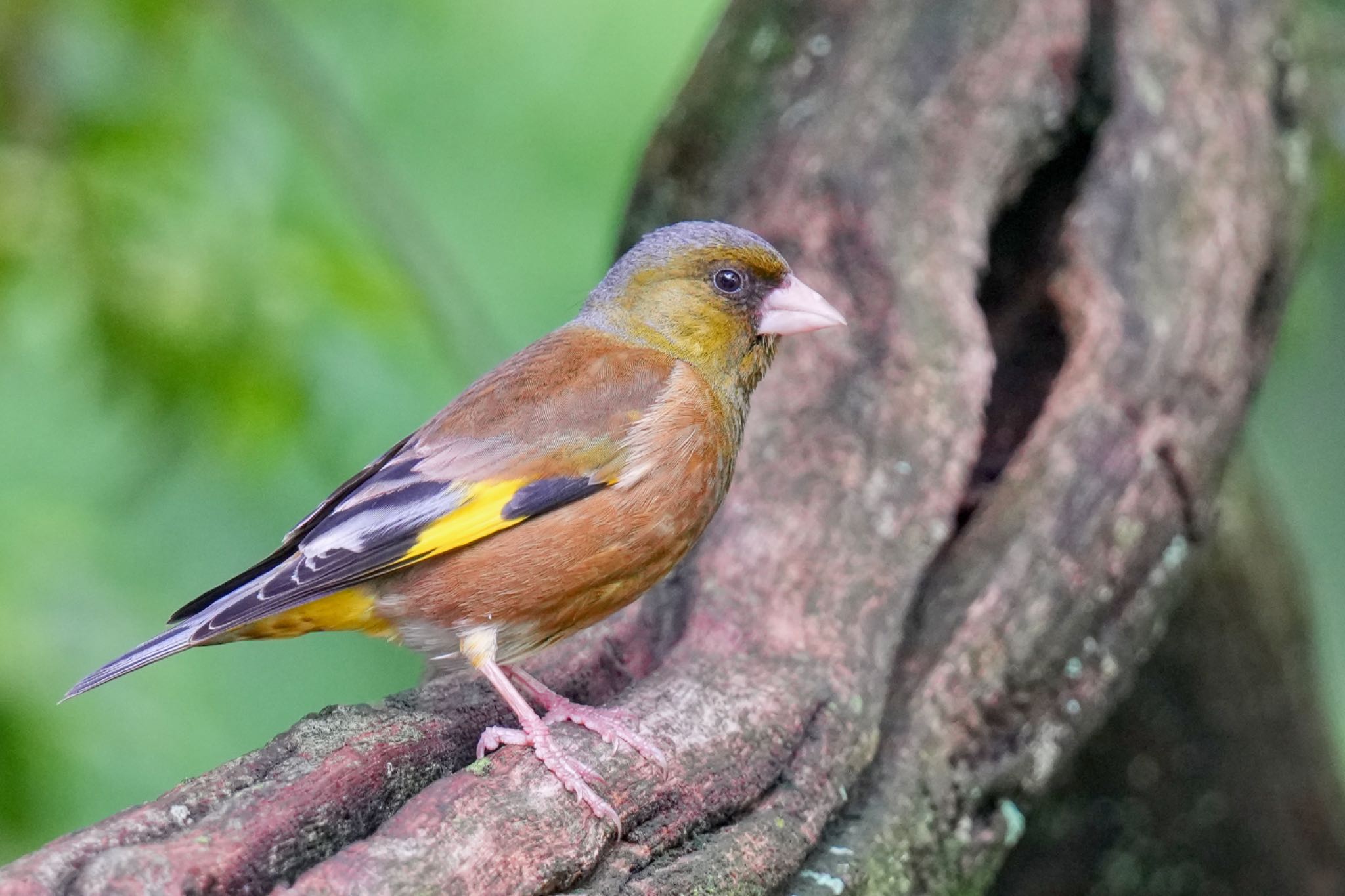 西湖野鳥の森公園 カワラヒワの写真