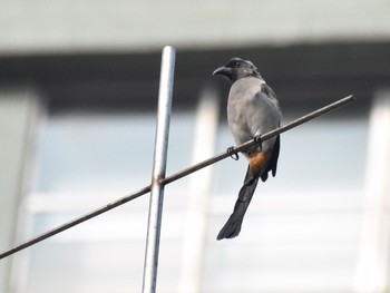 1970年1月1日(木) 台湾の野鳥観察記録