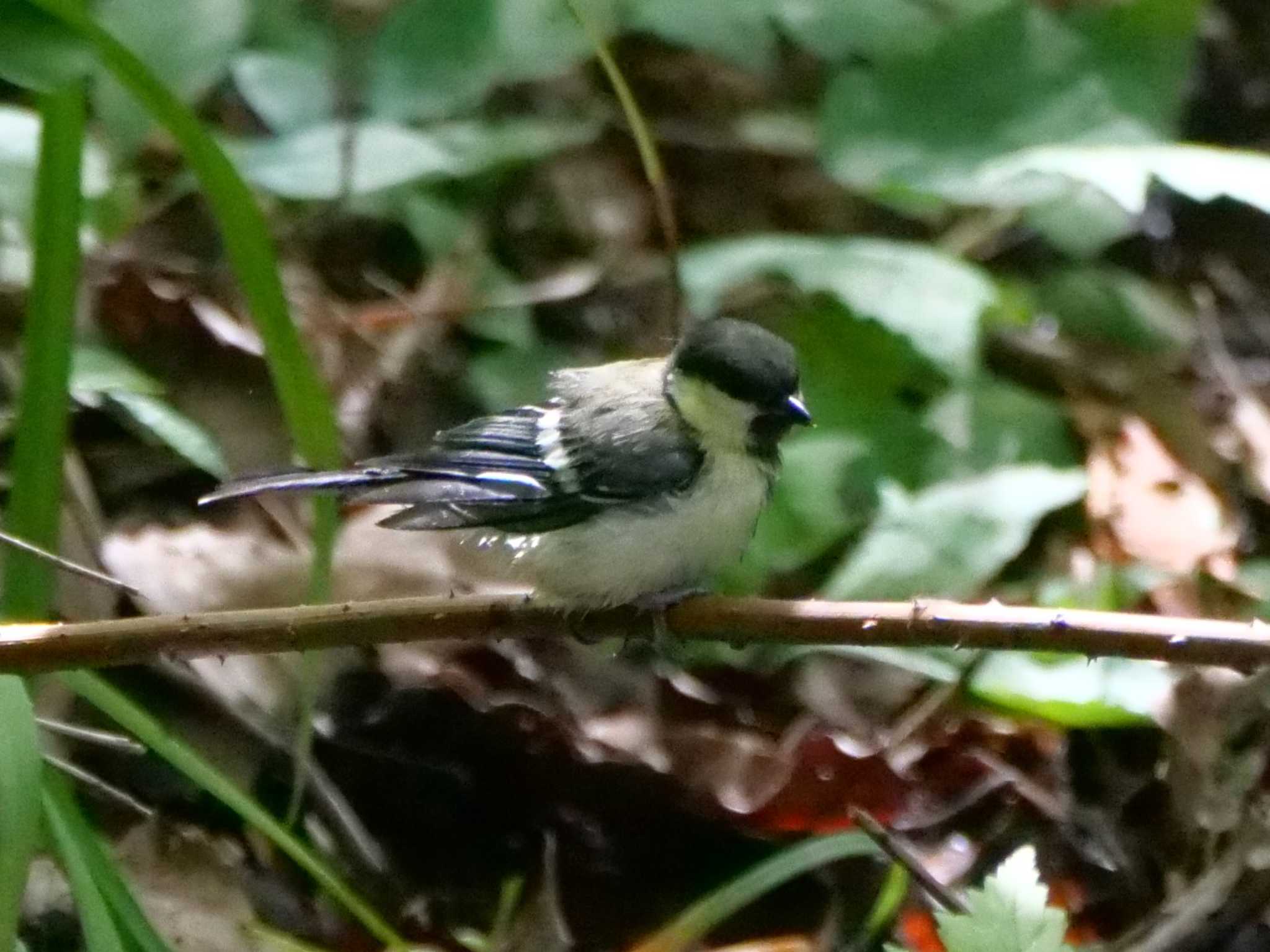 シジュウカラの幼鳥。　山奥の小さな沼。　一度水浴びしました・・