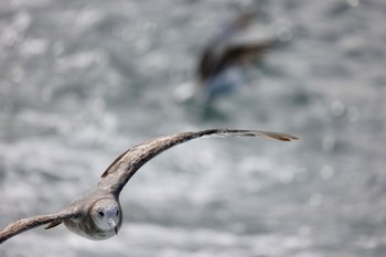 ウミネコ 浄土ヶ浜 2023年7月1日(土)