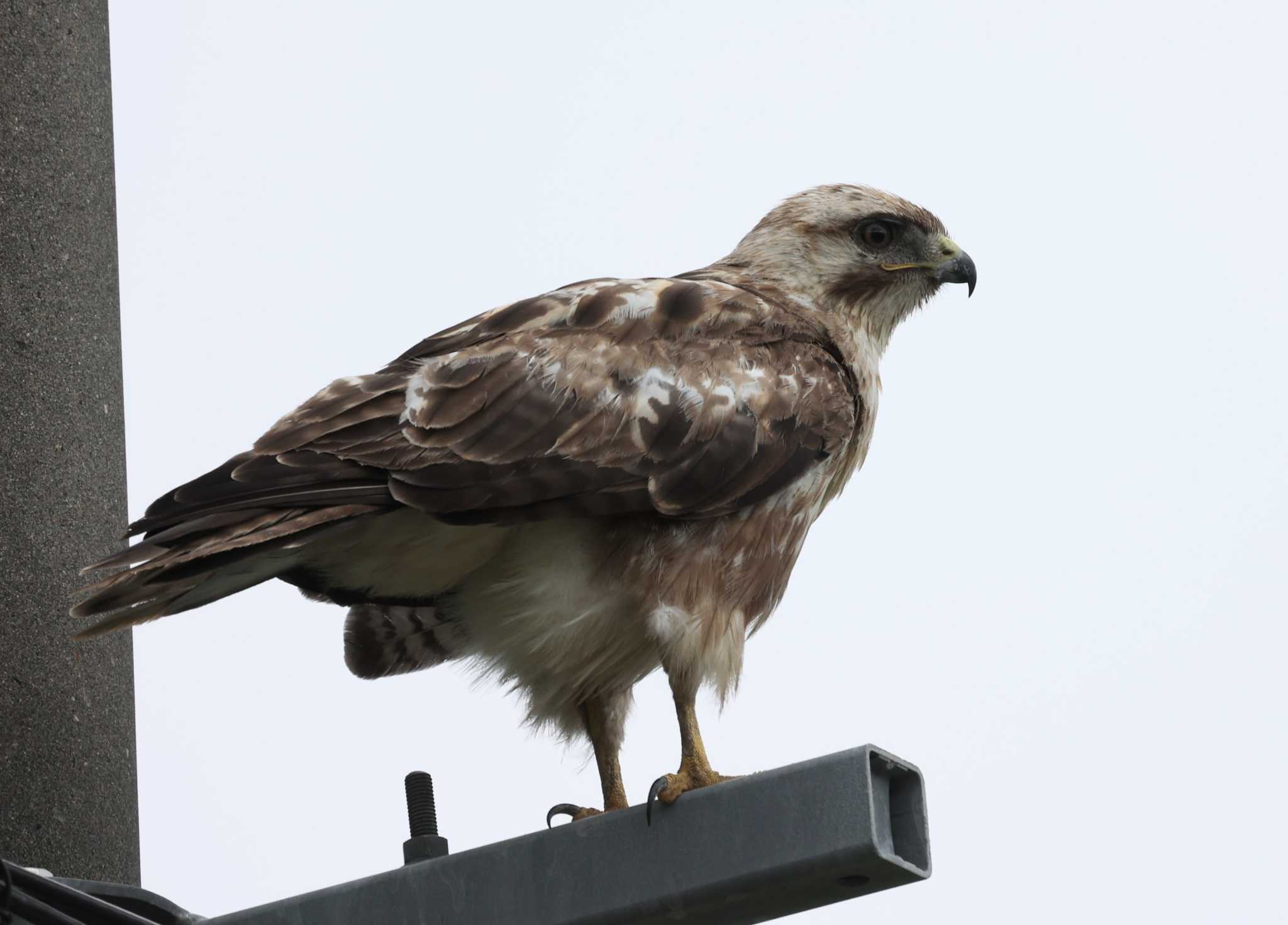 長野県諏訪郡、南佐久郡鳥見 ノスリの写真