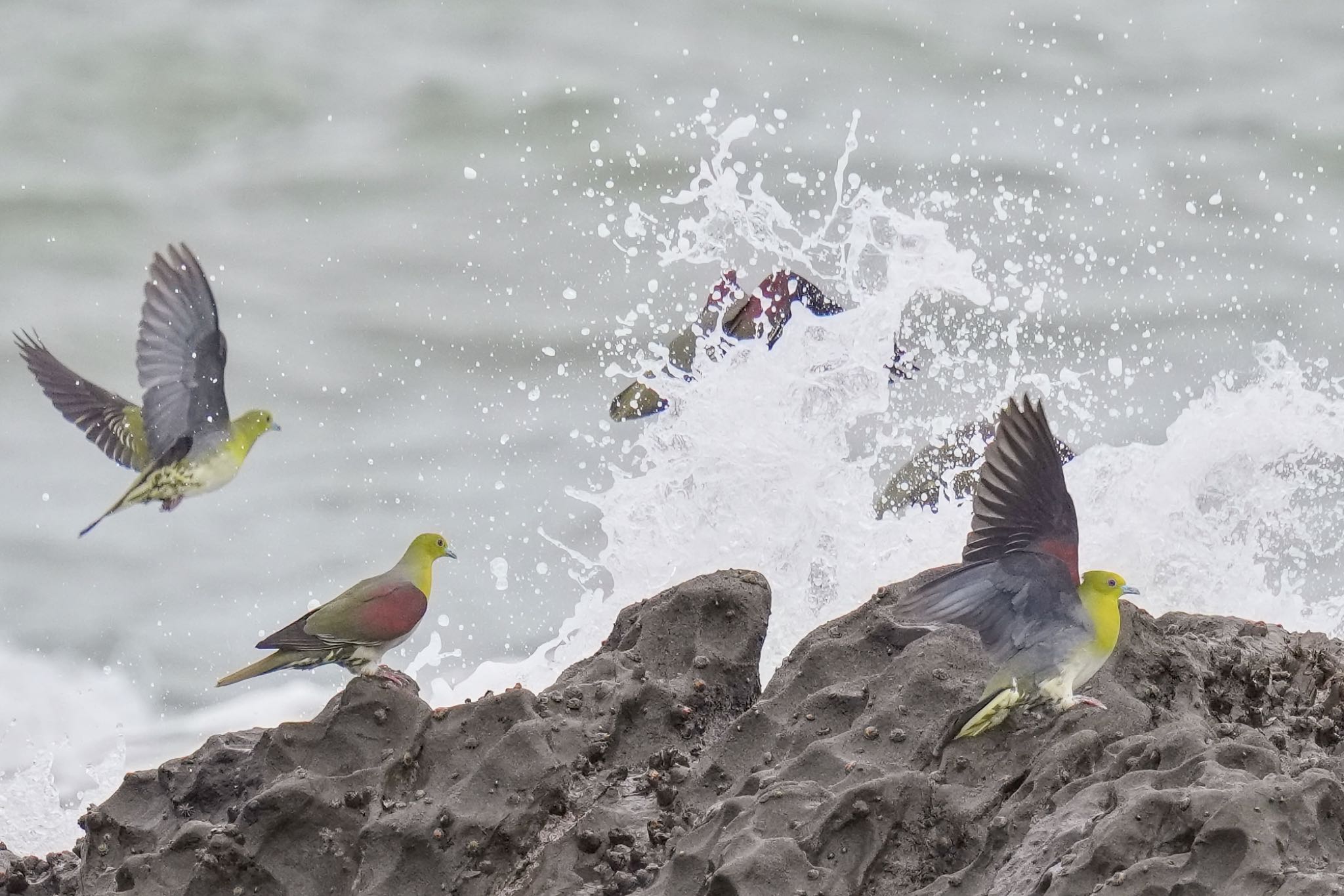 White-bellied Green Pigeon