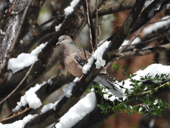 キジバト 蔵王野鳥の森 2023年4月9日(日)