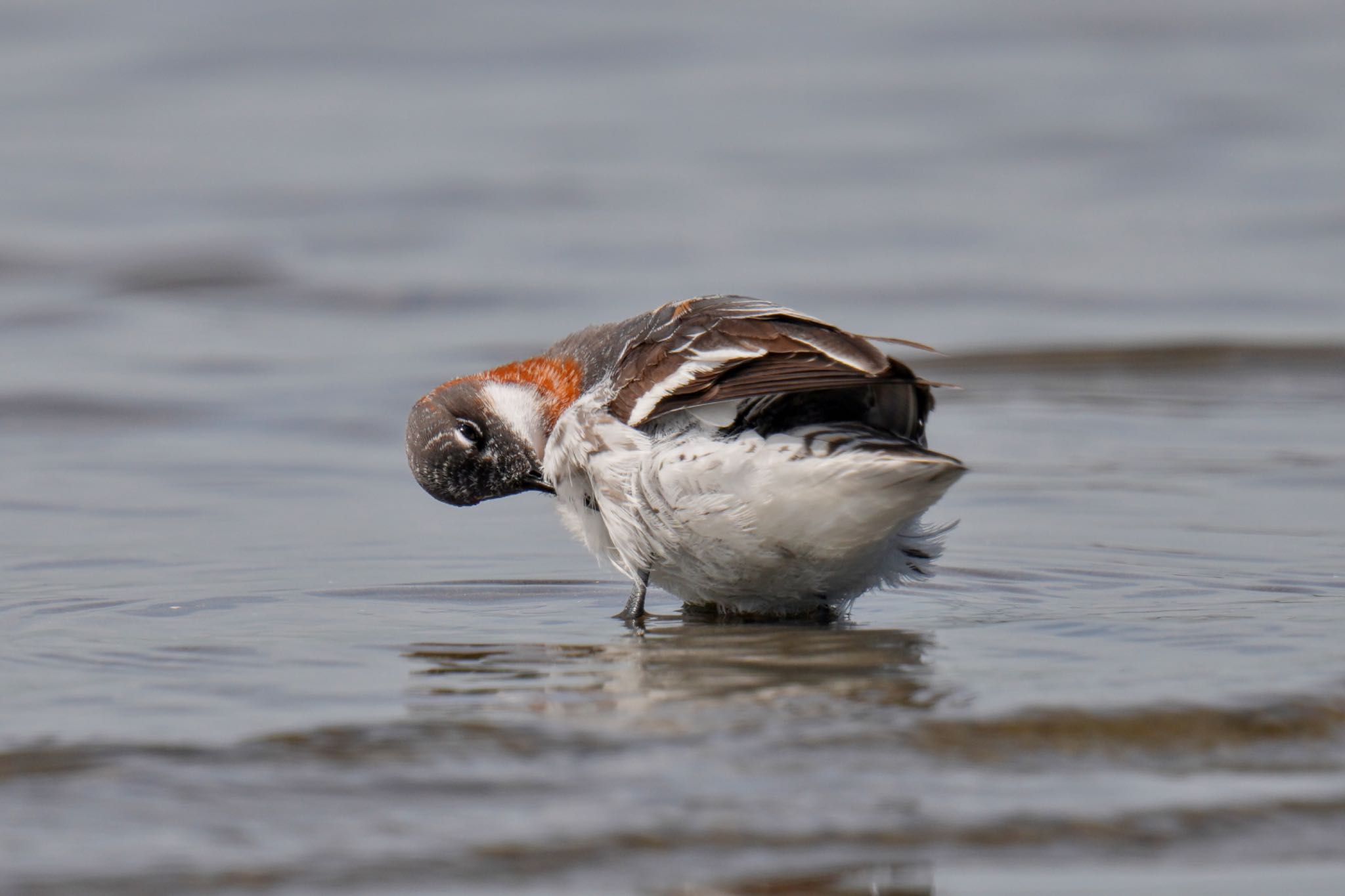 Red-necked Phalarope