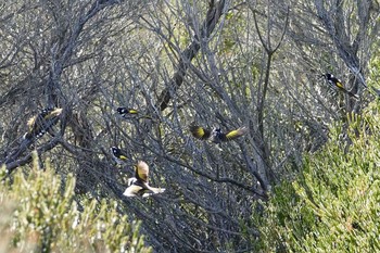 New Holland Honeyeater シドニー Fri, 6/29/2018