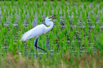 ダイサギ 明石市大久保町 2023年6月21日(水)