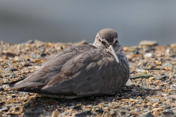 Wandering Tattler 日の出三番瀬沿い緑道 Sat, 5/27/2023