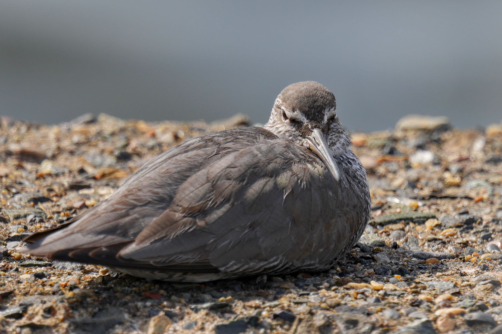 Wandering Tattler