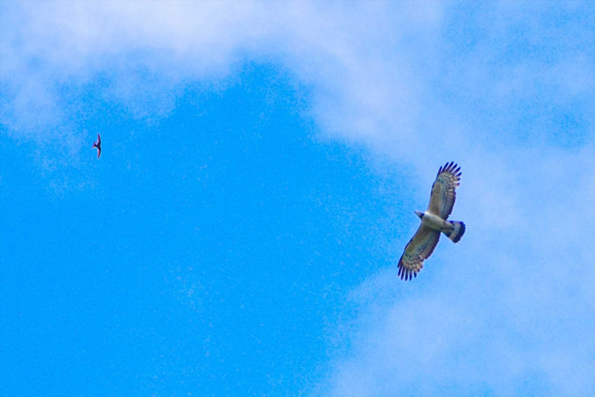 Photo of Crested Honey Buzzard at 厚木七沢森林公園 by BW11558