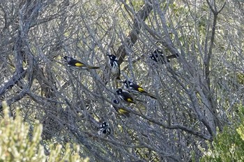 New Holland Honeyeater シドニー Fri, 6/29/2018