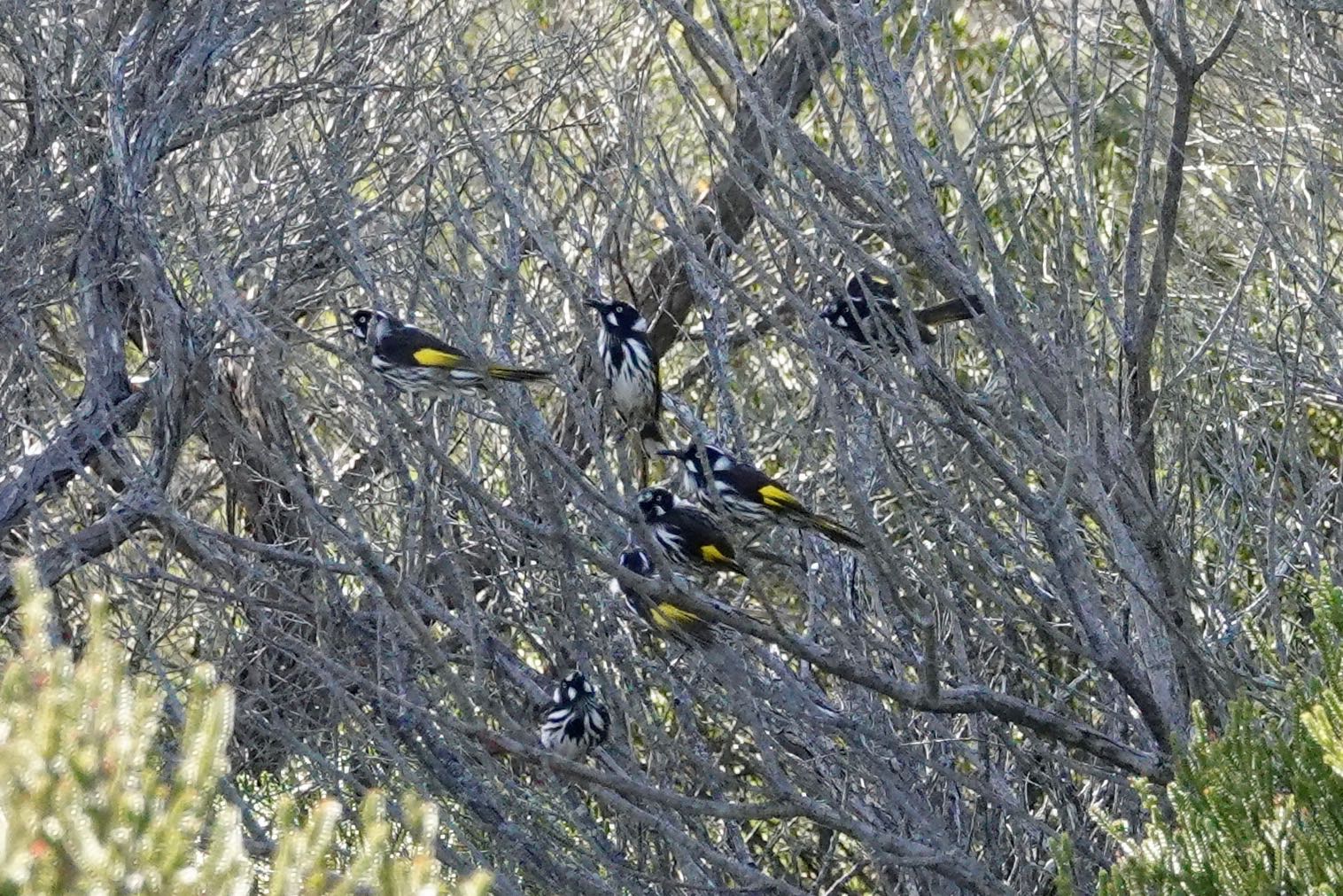 New Holland Honeyeater