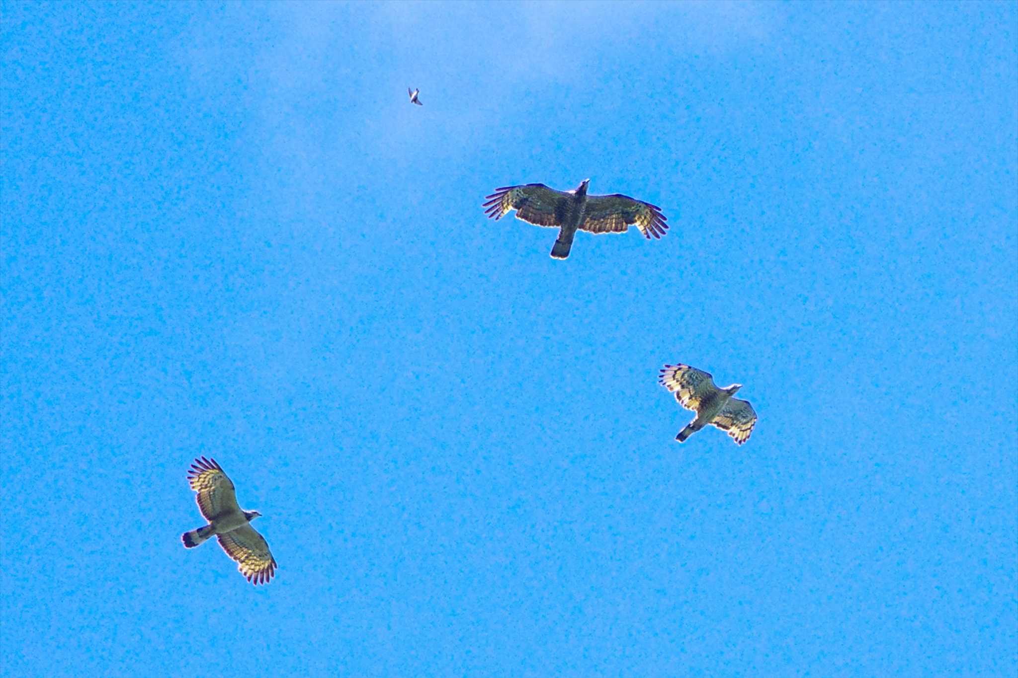 Crested Honey Buzzard