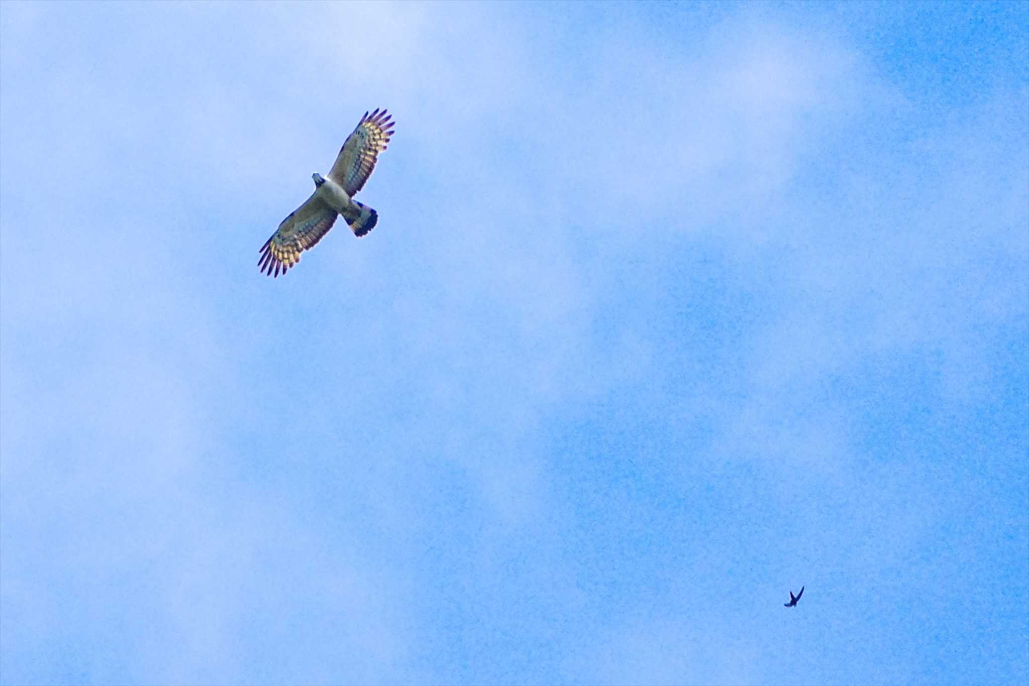 Crested Honey Buzzard