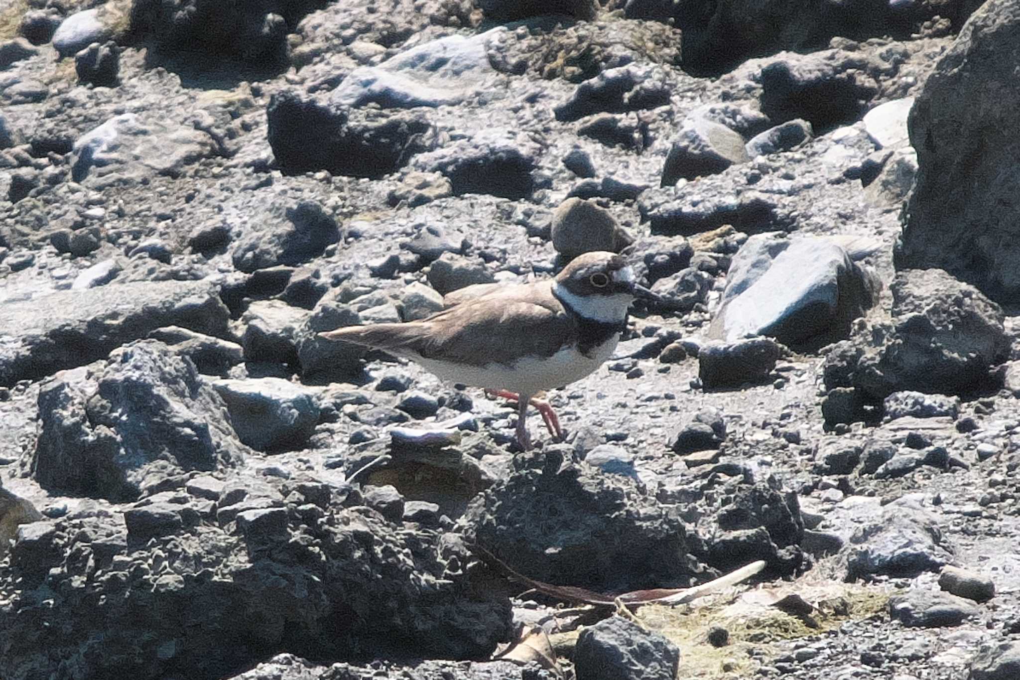 Little Ringed Plover