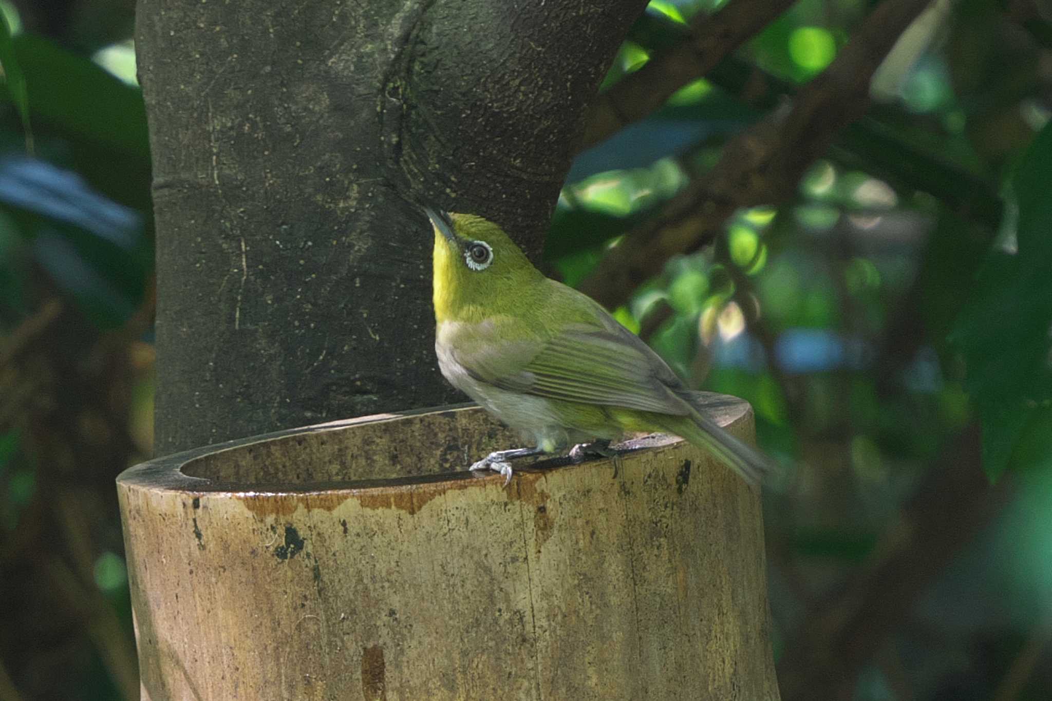 長浜公園 メジロの写真