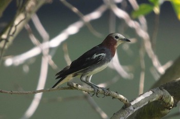 Wed, 7/12/2023 Birding report at Nagahama Park