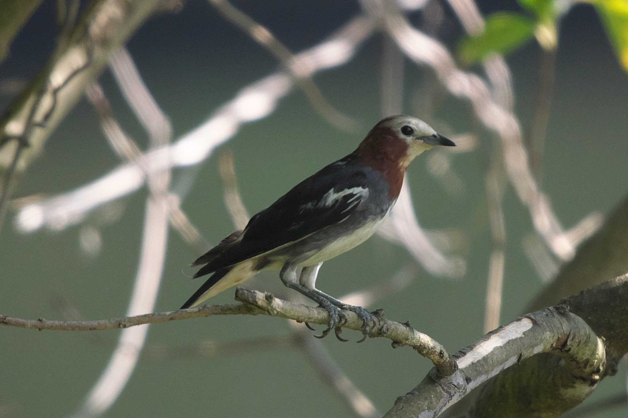 Chestnut-cheeked Starling