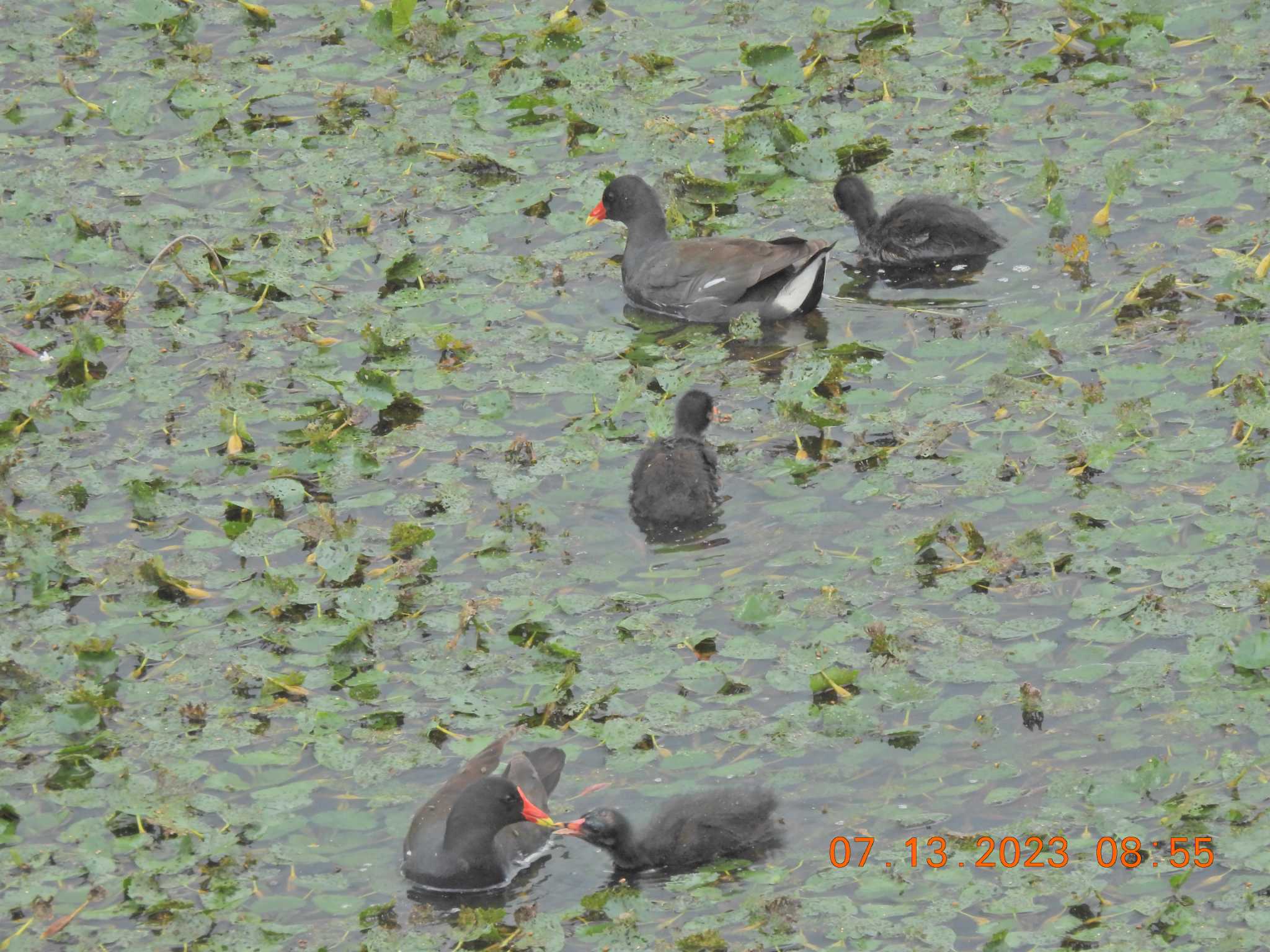 モエレ沼公園札幌 バンの写真