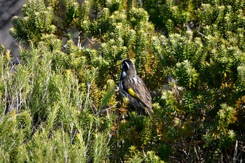 New Holland Honeyeater シドニー Fri, 6/29/2018