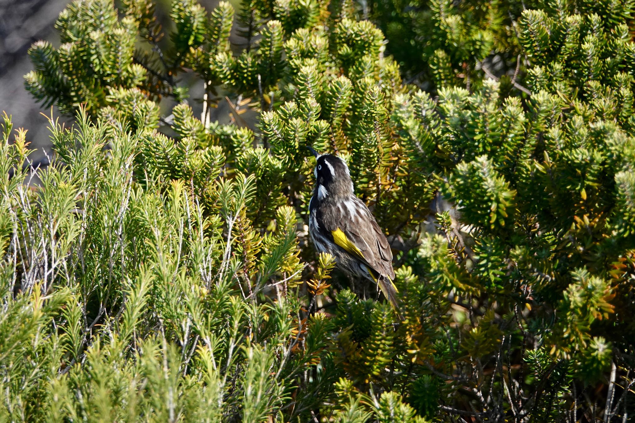 Photo of New Holland Honeyeater at シドニー by のどか