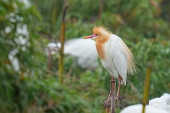 アマサギ 越谷サギコロニー 2023年5月20日(土)