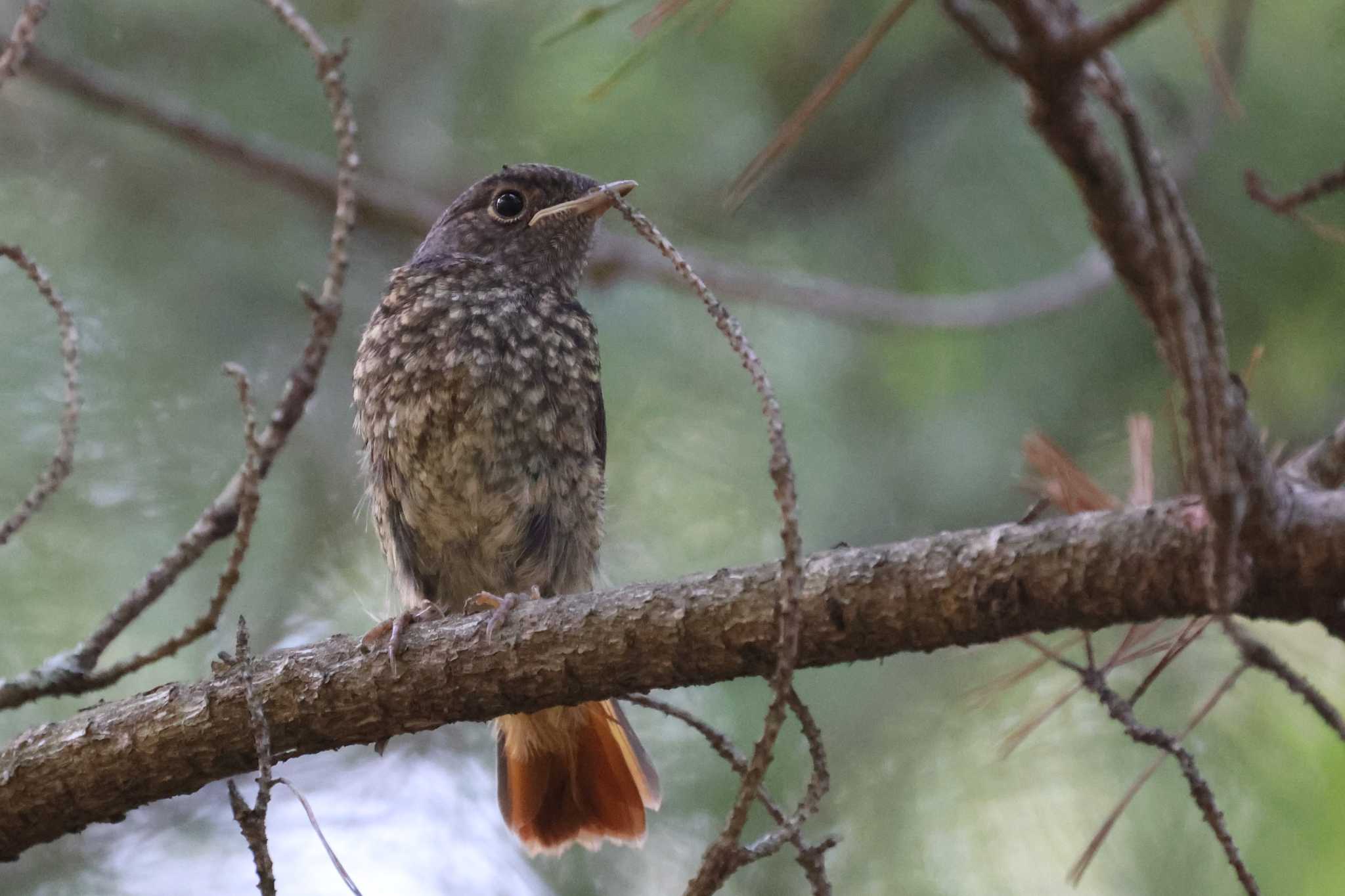 ジョウビタキの幼鳥