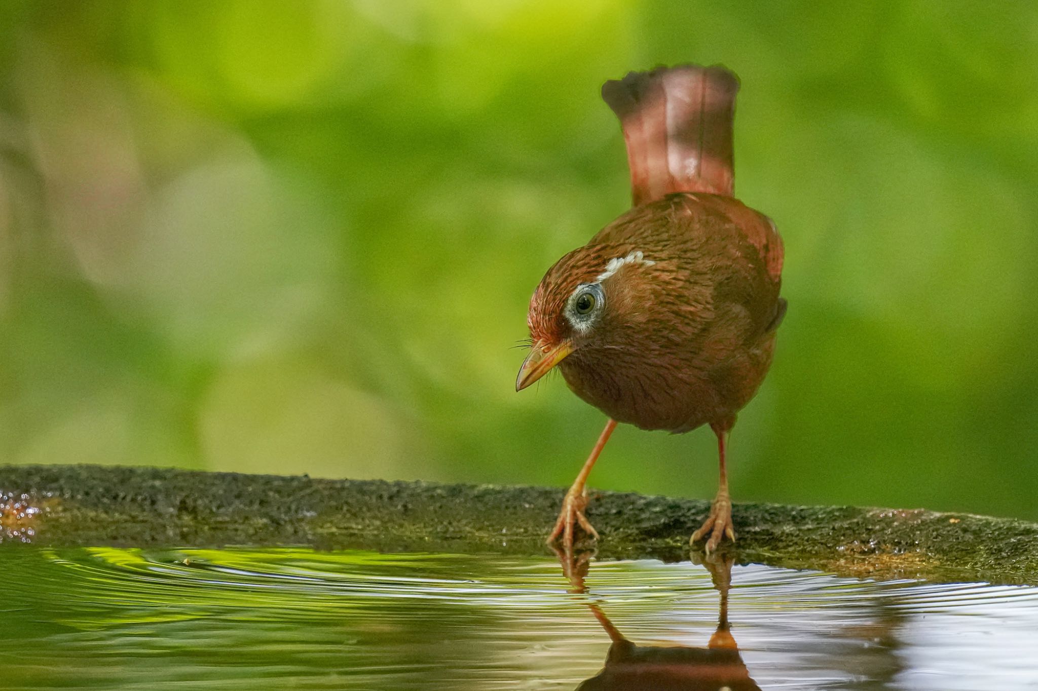 ガビチョウ