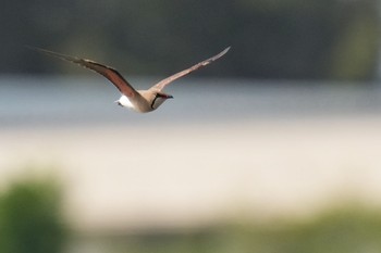 Oriental Pratincole 酒匂川河口 Fri, 5/5/2023