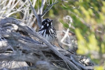 New Holland Honeyeater シドニー Fri, 6/29/2018