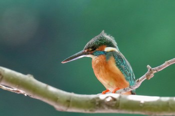 Common Kingfisher 四季の森公園(横浜市緑区) Wed, 5/3/2023