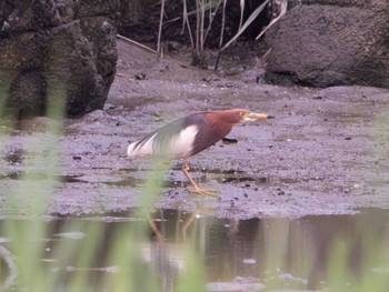 2023年7月13日(木) 葛西臨海公園の野鳥観察記録