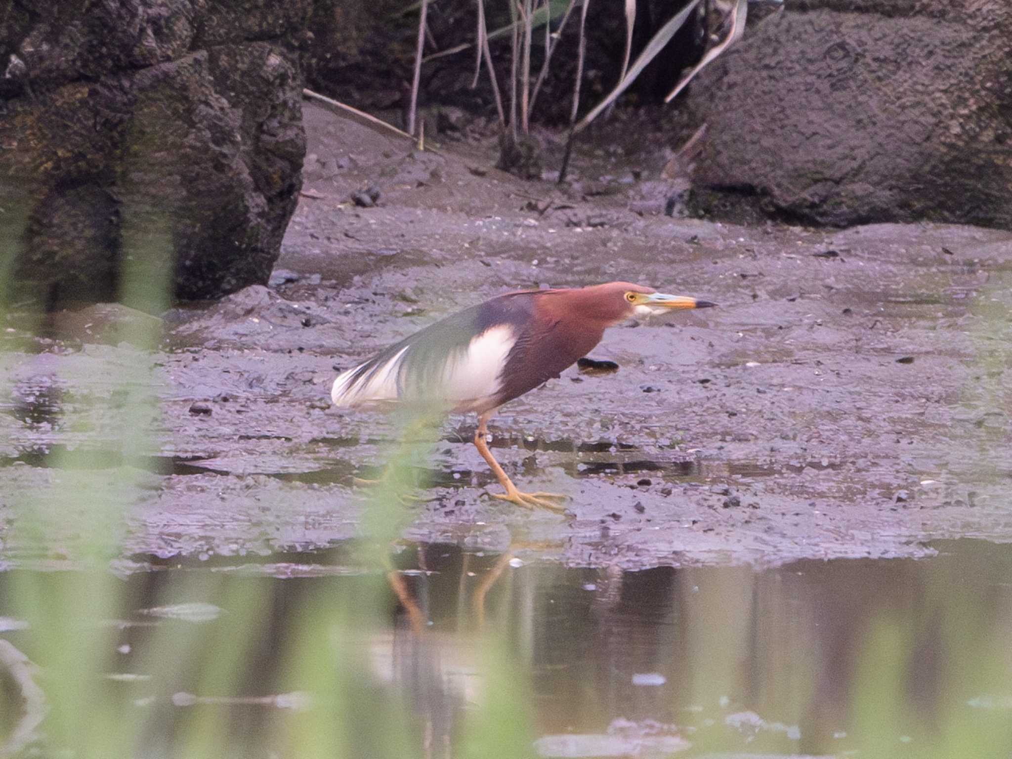 葛西臨海公園 アカガシラサギの写真