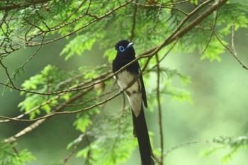 サンコウチョウ 高尾山 2023年6月27日(火)