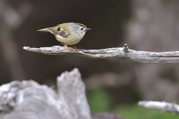 Goldcrest Okuniwaso(Mt. Fuji) Wed, 7/12/2023